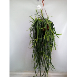 Rhipsalis   ...