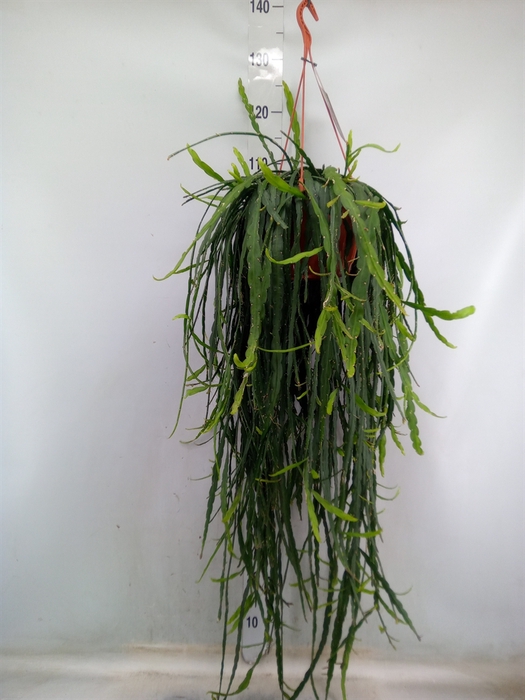 <h4>Rhipsalis   ...</h4>