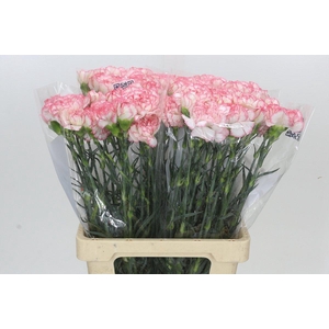 Dianthus St Poirot Bianco