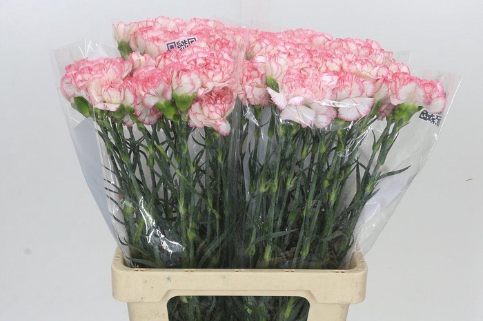 <h4>Dianthus St Poirot Bianco</h4>