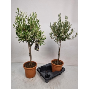 OLEA EUROPAEA