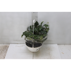 CISSUS C21