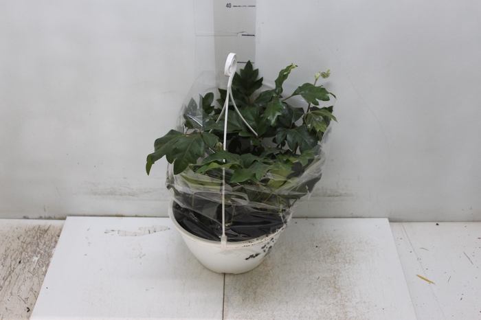 <h4>CISSUS C21</h4>
