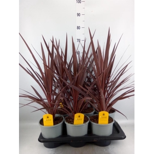 Cordyline austr. 'Red Star'