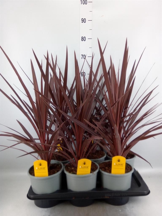 <h4>Cordyline austr. 'Red Star'</h4>