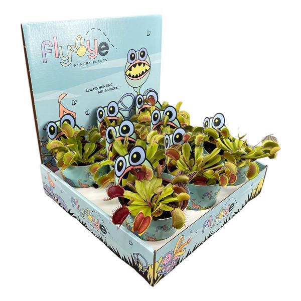 <h4>Dionaea muscipula 8,5 cm in Flybye display</h4>