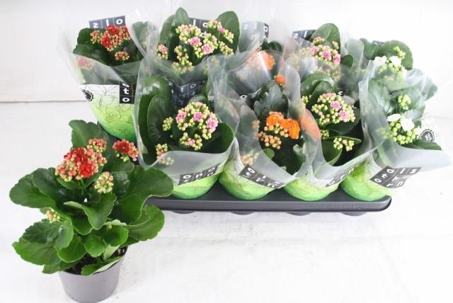 <h4>KAL GE GEM 4 KL</h4>