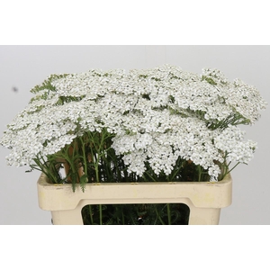 Achillea Millefolium White Beauty