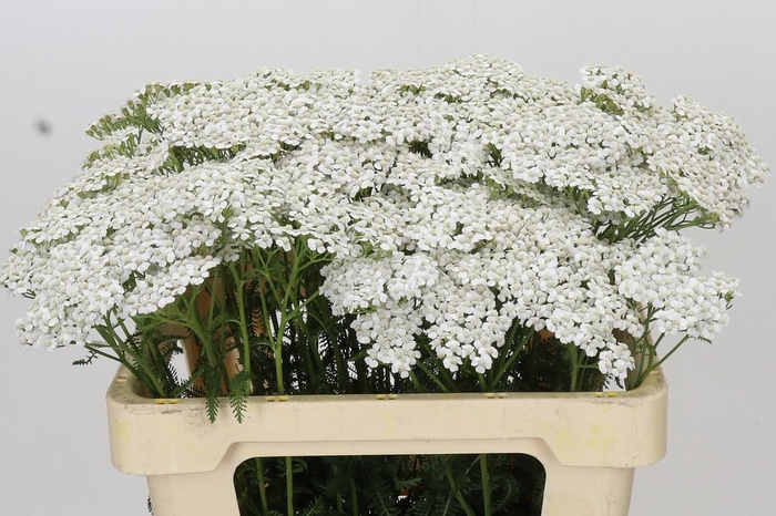 Achillea Millefolium White Beauty