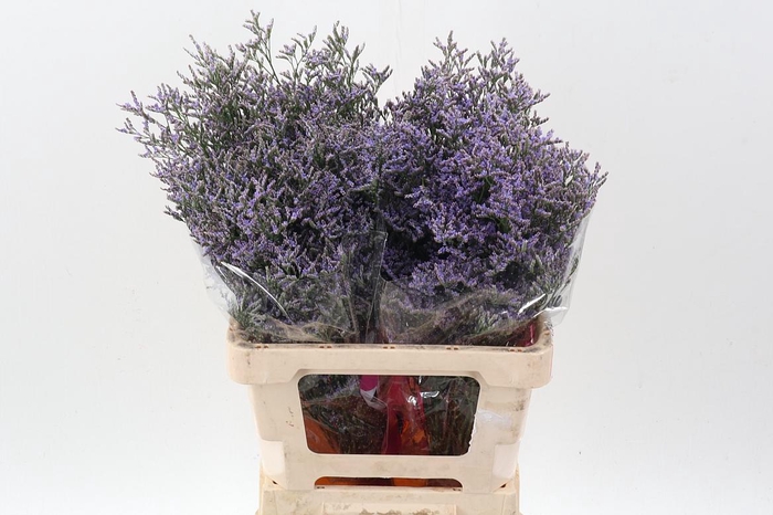 <h4>Lim Ov Skylight</h4>