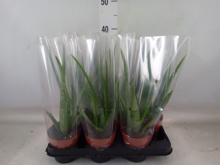 <h4>Aloe vera</h4>