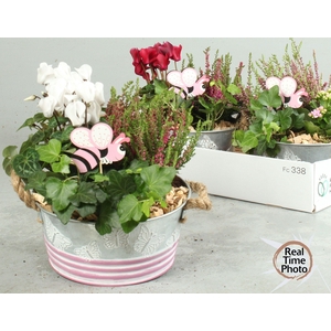ARR TUINPLANTEN