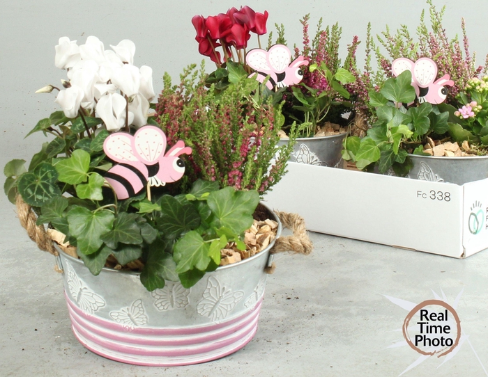 <h4>ARR TUINPLANTEN</h4>