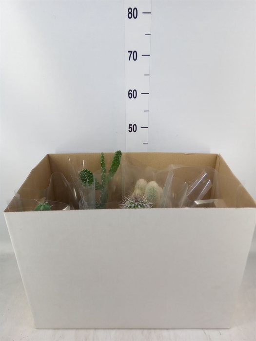 <h4>Cactus   ...mix</h4>