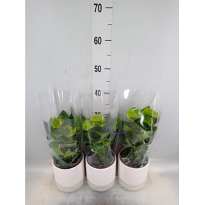 Anthurium andr. 'Smaragd'