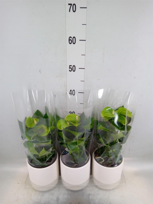 <h4>Anthurium andr. 'Smaragd'</h4>