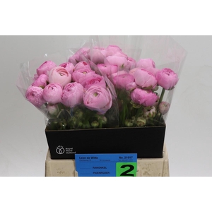 Ranunculus Amandine Marshmallow