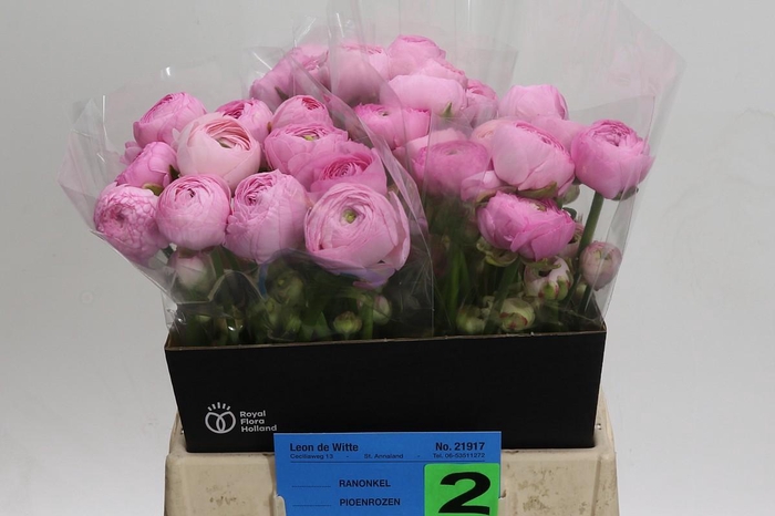 <h4>Ranunculus Amandine Marshmallow</h4>