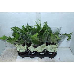 ASPLENIUM VARIADO P14