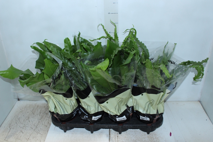 <h4>ASPLENIUM VARIADO P14</h4>