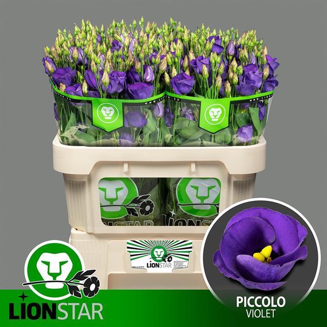 EUS E PICCO VIOLET