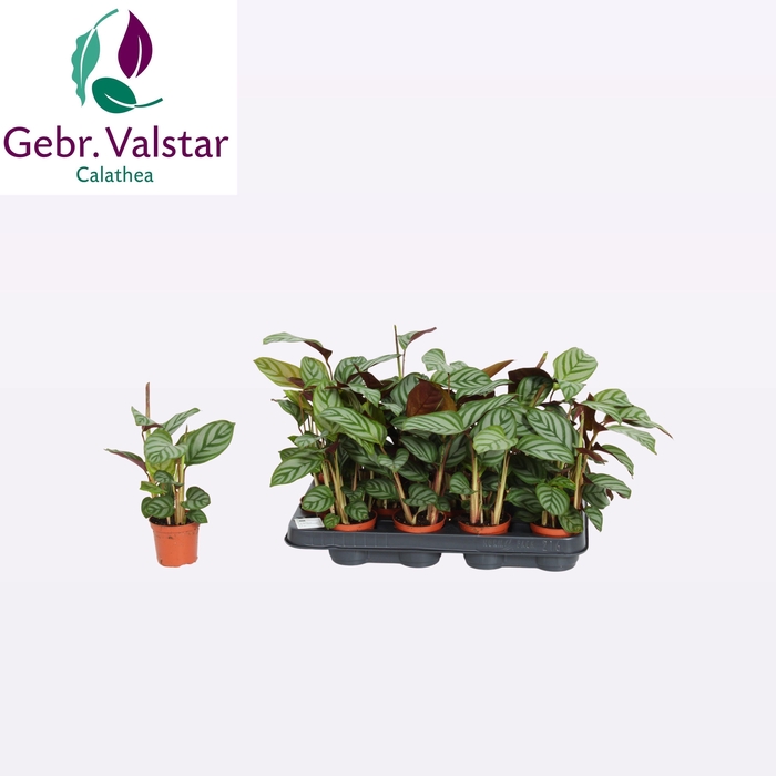 <h4>CTENANTHE COMPACTSTA</h4>