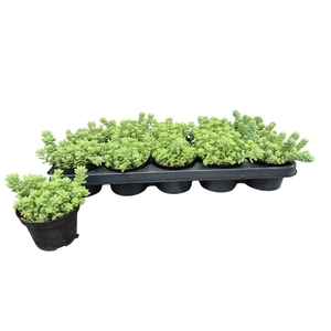 Sedum Burrito