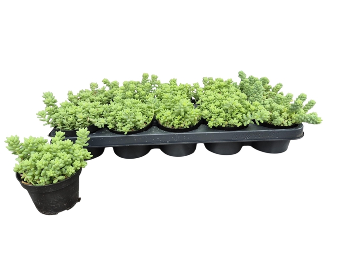<h4>Sedum Burrito</h4>
