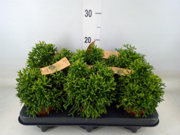 <h4>Rhipsalis   ...</h4>