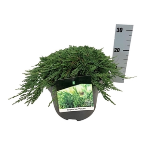 Juniperus hor. 'Pancake'