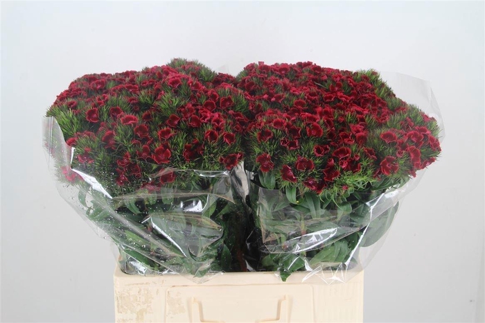 <h4>Di Barb Amras Bre</h4>