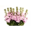 MATTH MATHILDA PINK