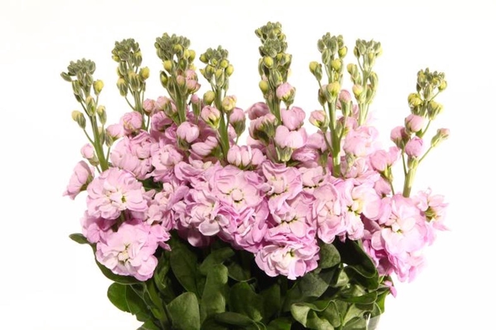 MATTH MATHILDA PINK