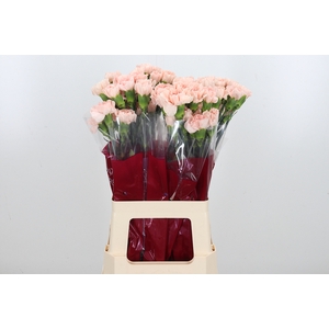 Di St Novia Peach