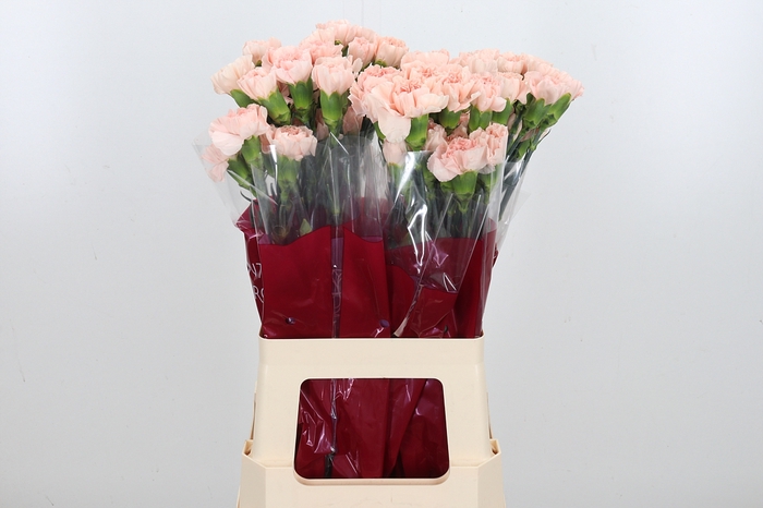 <h4>Di St Novia Peach</h4>