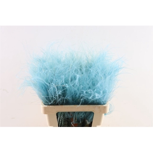 Dried Stypha Penata Light Blue Bunch