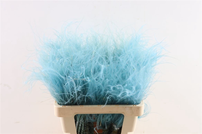 Dried Stypha Penata Light Blue Bunch