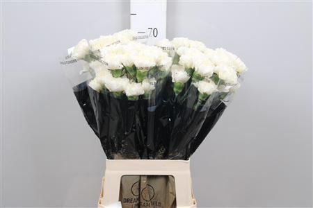 <h4>Di St Antarctica</h4>