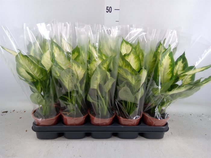 <h4>Dieffenbachia  'Camilla'</h4>