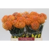 Nutans Ayoba Peach