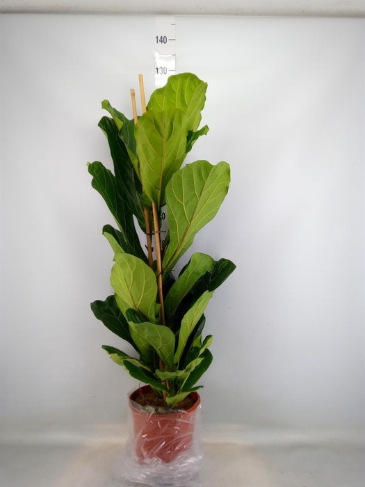 <h4>Ficus lyrata</h4>