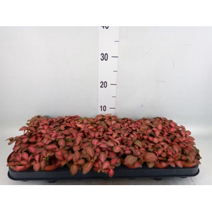 Fittonia verschaf. 'Red Star'