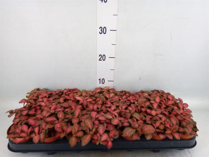<h4>Fittonia verschaf. 'Red Star'</h4>
