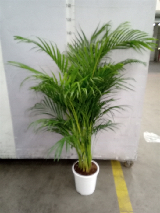 <h4>Dypsis lutescens   ...Chrysalidoca</h4>