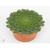 Aeonium tabuliforme