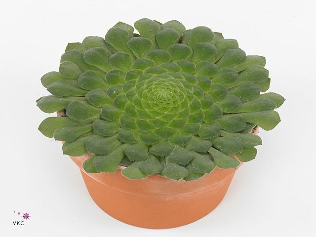 Aeonium tabuliforme