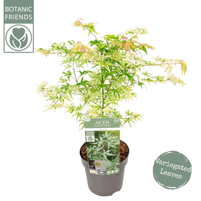 <h4>Acer palmatum Ukigumo</h4>