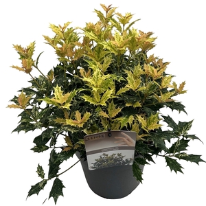 Osmanthus het. 'Tricolor' sense