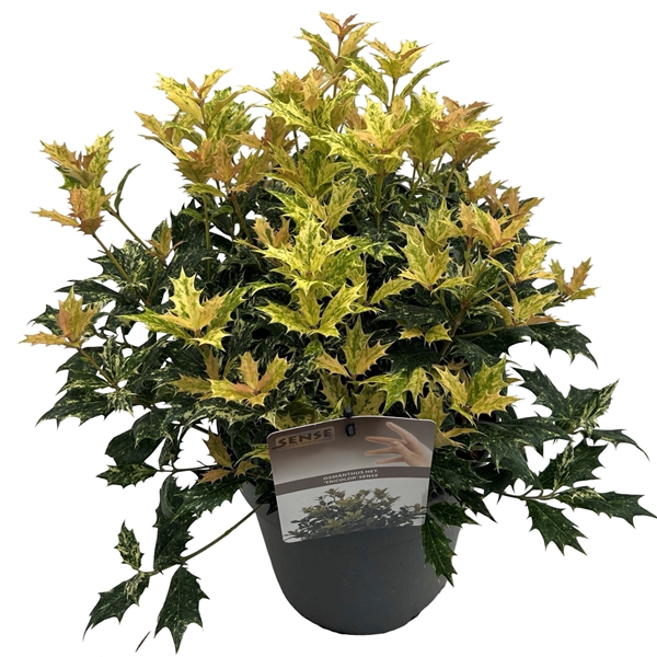 <h4>Osmanthus het. 'Tricolor' sense</h4>