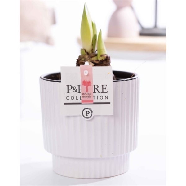 <h4>Hippeastrum pink in P&PURE Ivy ceramics shiny white</h4>